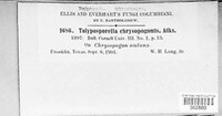 Tolyposporella chrysopogonis image